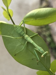Mantidae