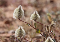 Ptilotus nobilis