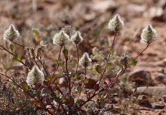 Ptilotus nobilis