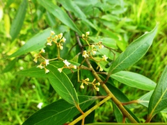 Nectandra cuspidata