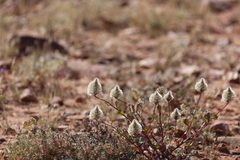 Ptilotus nobilis
