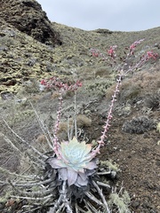Dudleya anthonyi