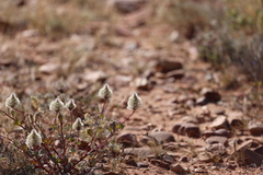 Ptilotus nobilis