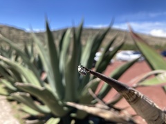 Macrodactylus mexicanus