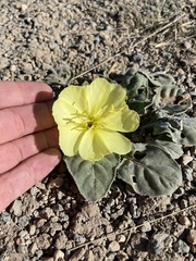 Oenothera xylocarpa