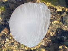 Catostylus