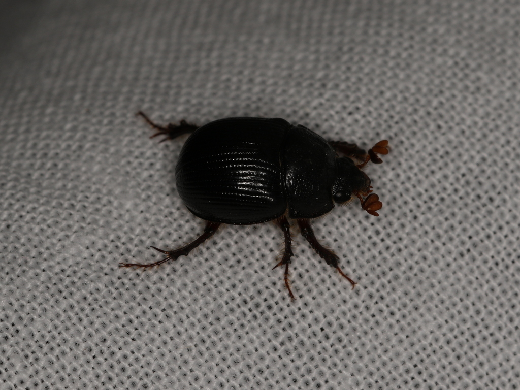 horned dor beetle