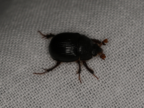 horned dor beetle
