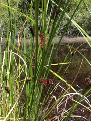 Carex exsiccata