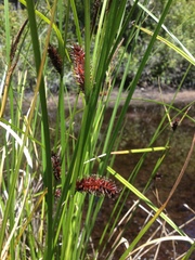 Carex exsiccata