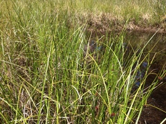 Carex exsiccata