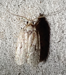 Agonopterix curvilineella