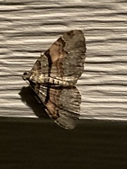 Xanthorhoe labradorensis