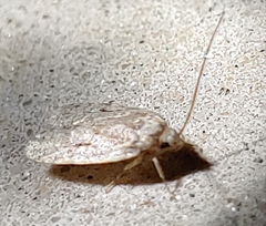 Agonopterix curvilineella