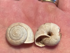 Helminthoglypta sonoma