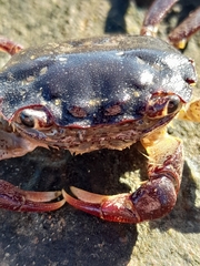 Paragrapsus laevis