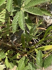 Potentilla pulcherrima