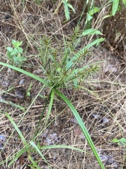 Cyperus refractus