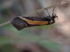 Philobota strigatella