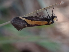 Philobota strigatella