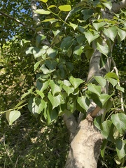 Populus cathayana
