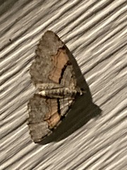 Xanthorhoe labradorensis