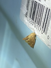 Apoda y-inversa