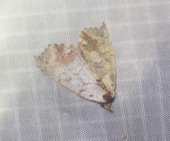 Hyperlopha compactilis