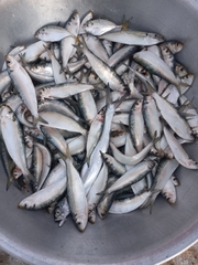 Sardinella