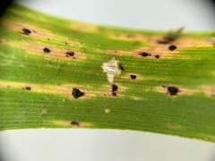 Puccinia emaculata