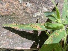 Puccinia emaculata
