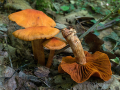 Cortinarius hesleri