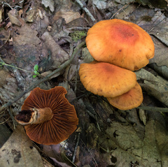 Cortinarius hesleri
