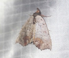 Hyperlopha compactilis