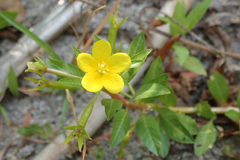 Ludwigia peploides peploides