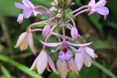 Calanthe masuca