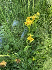 Senecio bigelovii