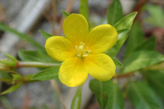 Ludwigia peploides peploides