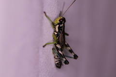 Melanoplus viridipes