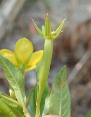 Ludwigia peploides peploides