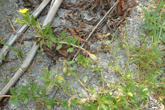 Ludwigia peploides peploides