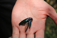 Campsosternus watanabei