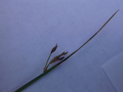 Juncus arcticus littoralis