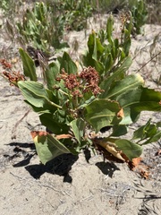 Rumex venosus
