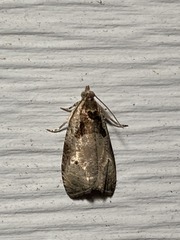 Olethreutes punctanum