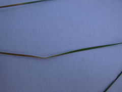 Juncus arcticus littoralis