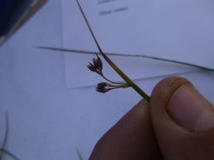 Juncus arcticus littoralis