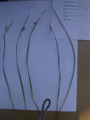 Juncus arcticus littoralis