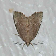 Cutina albopunctella
