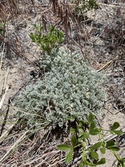 Astragalus purshii